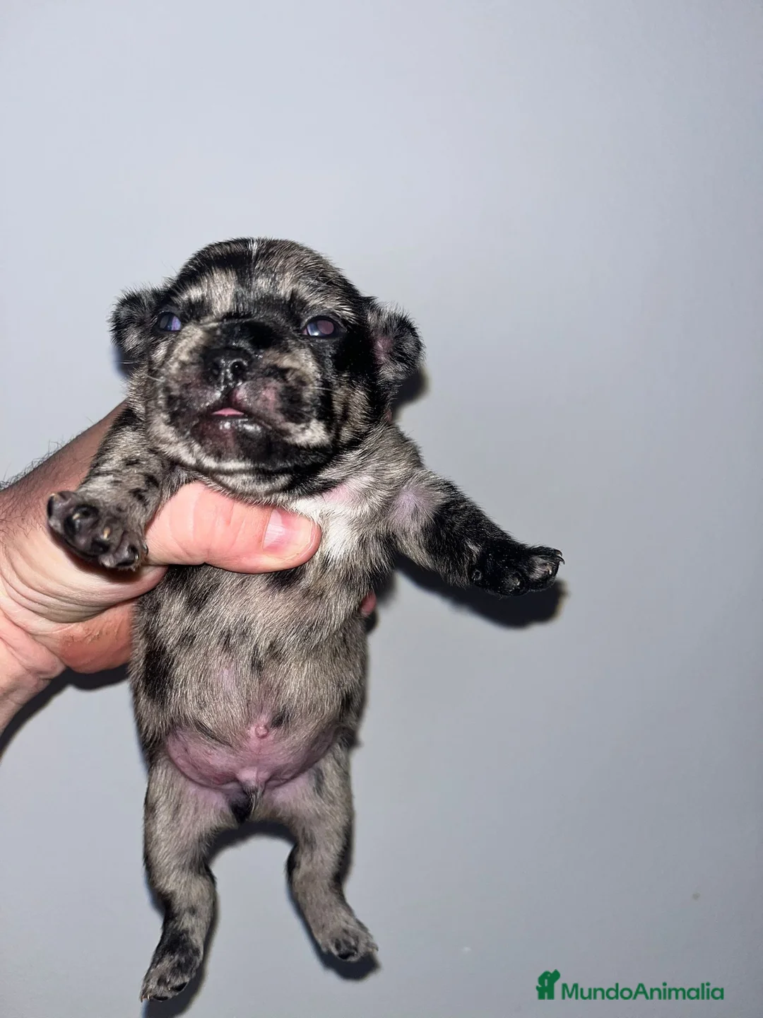 Bulldog Francés perros en venta: Macho ed Bulldog francés cachorro - Anuncio 4