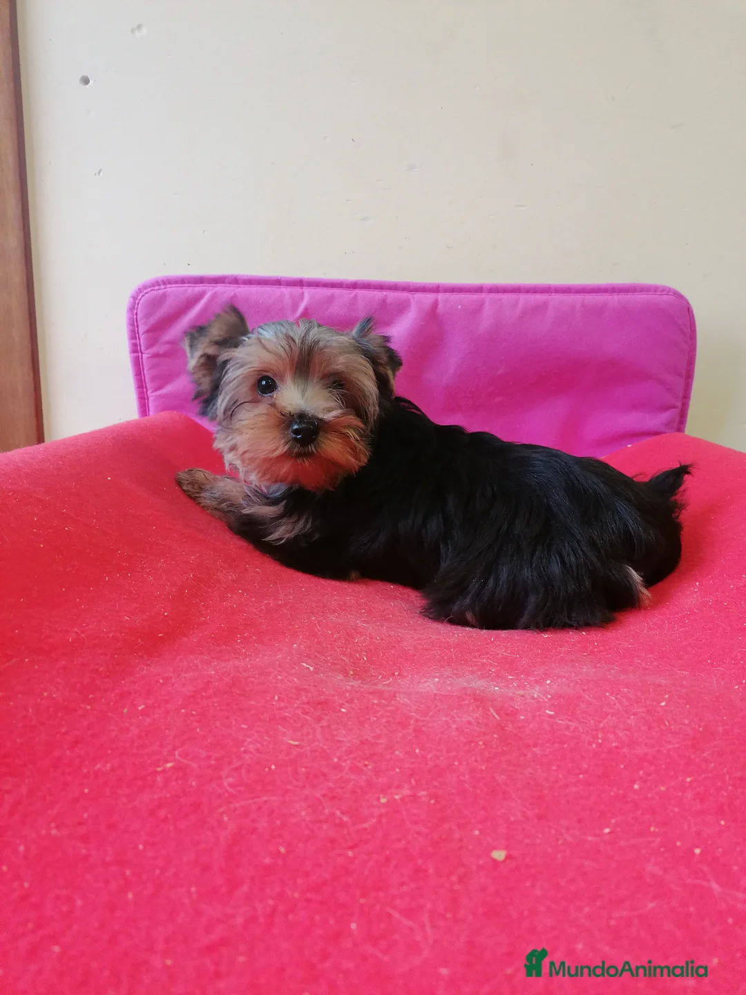 Yorkshire Terrier perros en venta: Yorkshire terrier  - Anuncio 2