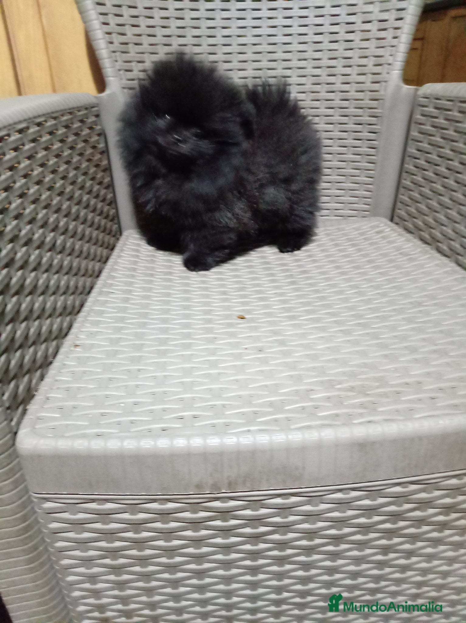 Pomerania perros Pomerañia mini - Anuncio 2
