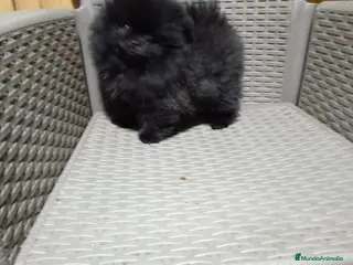 Pomerania perros Pomerañia mini - Anuncio 2