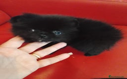 Pomerania perros en venta: Pomerania Negro  - Imagen 4