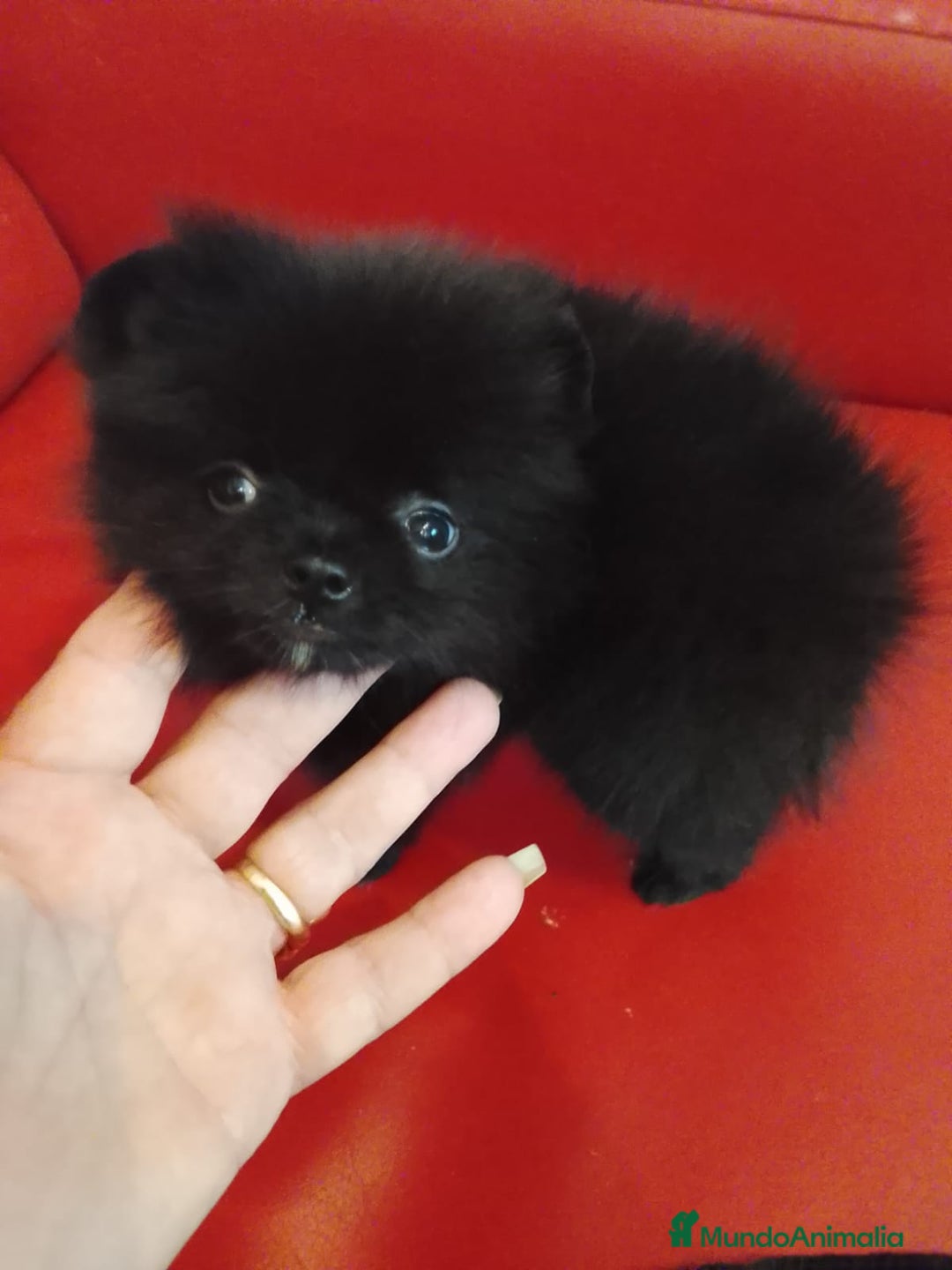 Pomerania perros en venta: Pomerania Negro  - Imagen 4