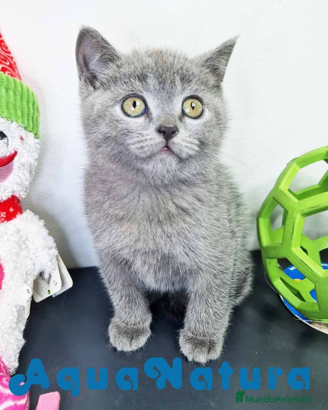 Británico de Pelo Corto gatos Gatitos BRITISH - AQUANATURA  en Barcelona - Anuncio 3