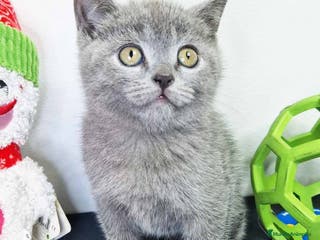 Británico de Pelo Corto gatos Gatitos BRITISH - AQUANATURA en Barcelona - Anuncio 3