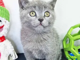 Británico de Pelo Corto gatos Gatitos BRITISH - AQUANATURA en Barcelona - Anuncio 3