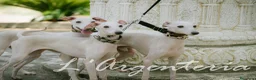 Pequeño Lebrel Italiano perros en venta: Camada cachorros Piccolo Lebrel Italiano - Anuncio 4