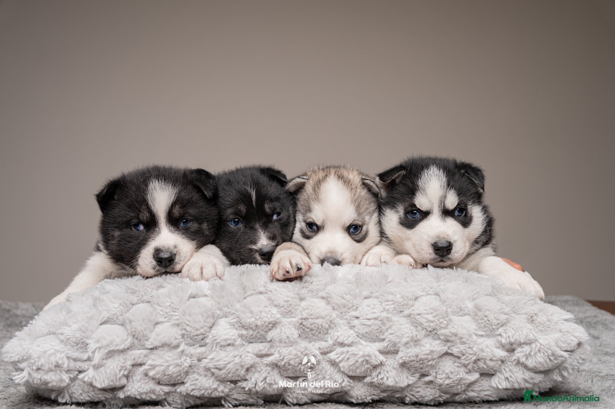 Husky Siberiano perros CACHORROS Siberian Husky Agouti. - Anuncio 1