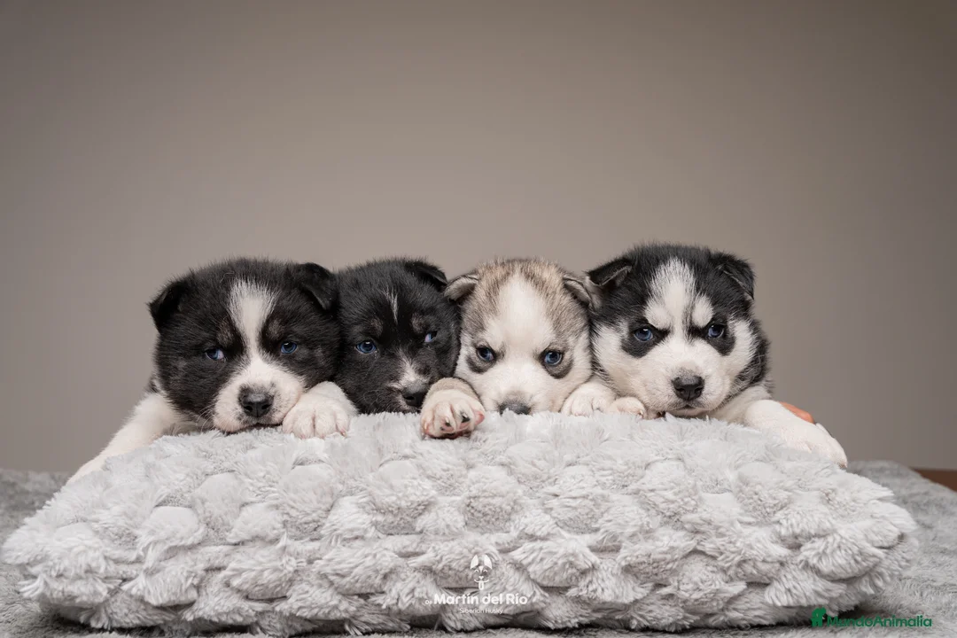 Husky Siberiano perros en venta: CACHORROS Siberian Husky Agouti. en Ourense - Anuncio 1