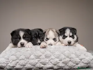 Husky Siberiano perros CACHORROS Siberian Husky Agouti. - Anuncio 1