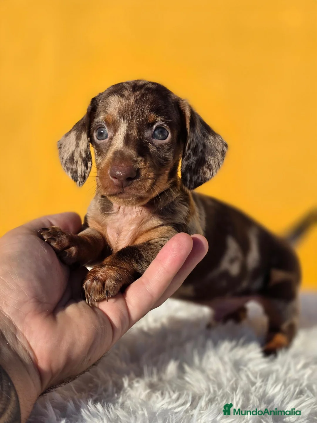 Teckel Miniatura perros en venta: Teckel arlequin chocolate  - Anuncio 1