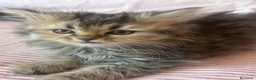 Persa gatos en adopcion: Gatos Persas - Anuncio 1