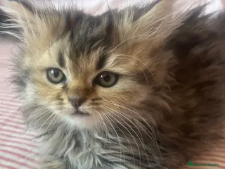Persa gatos Gatos Persas - Anuncio 1