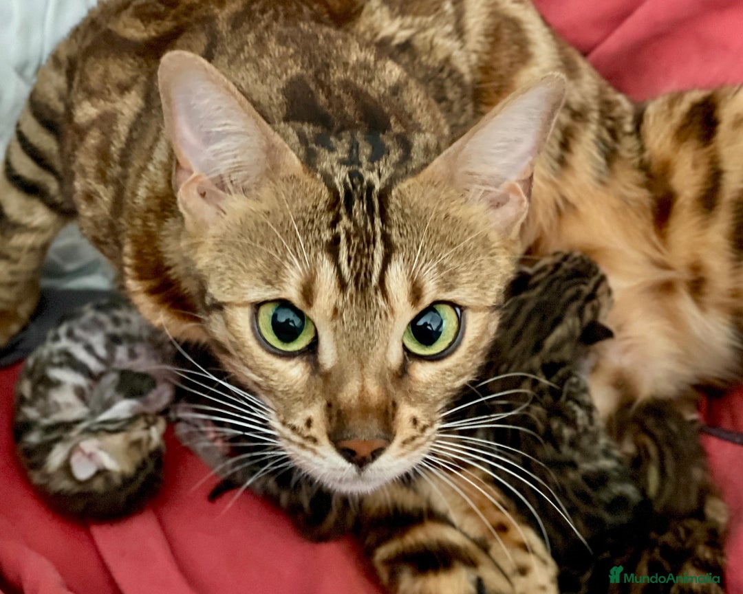 Bengalí gatos en venta: Camada de Gatitos Bengalí (Machos) - Imagen 3