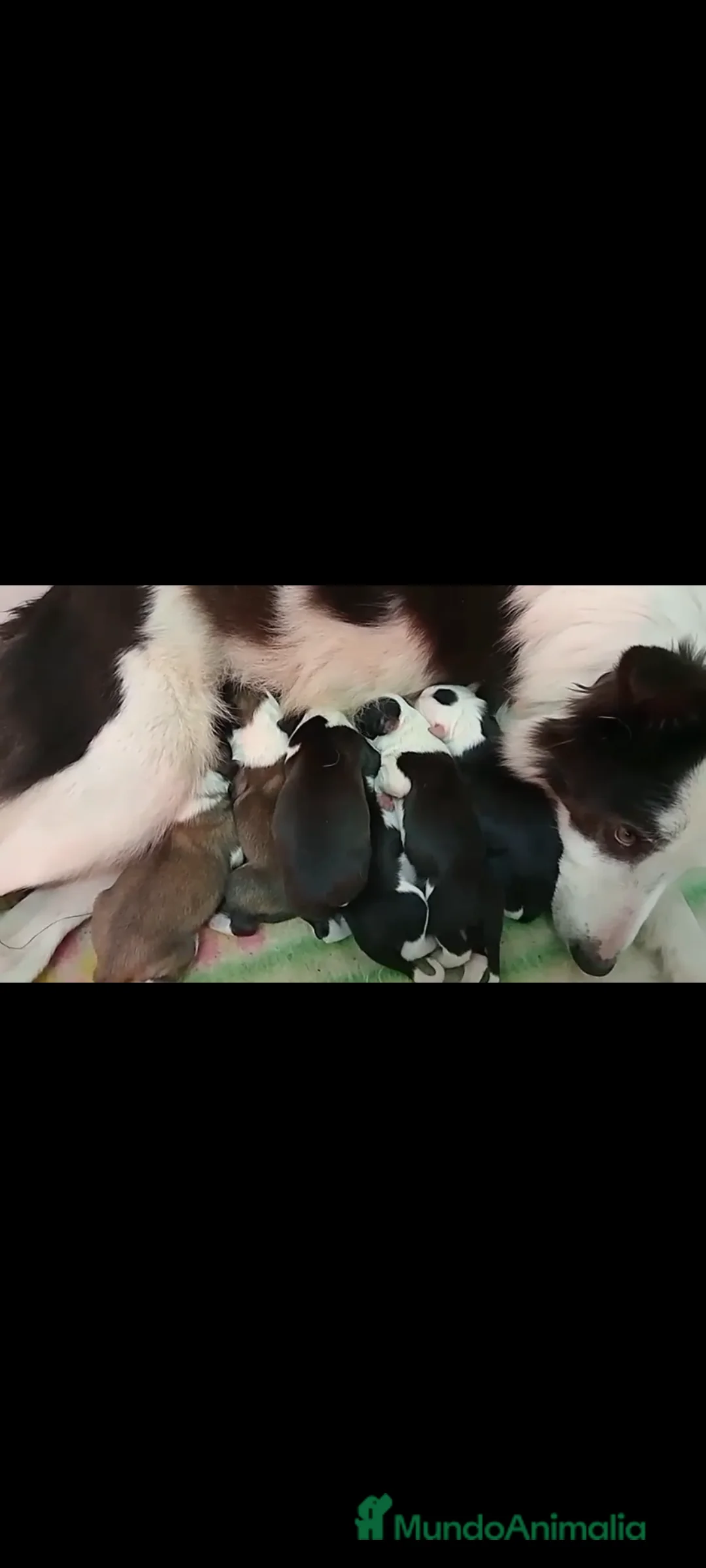 Border Collie perros en venta: Camada de border collie - Anuncio 2