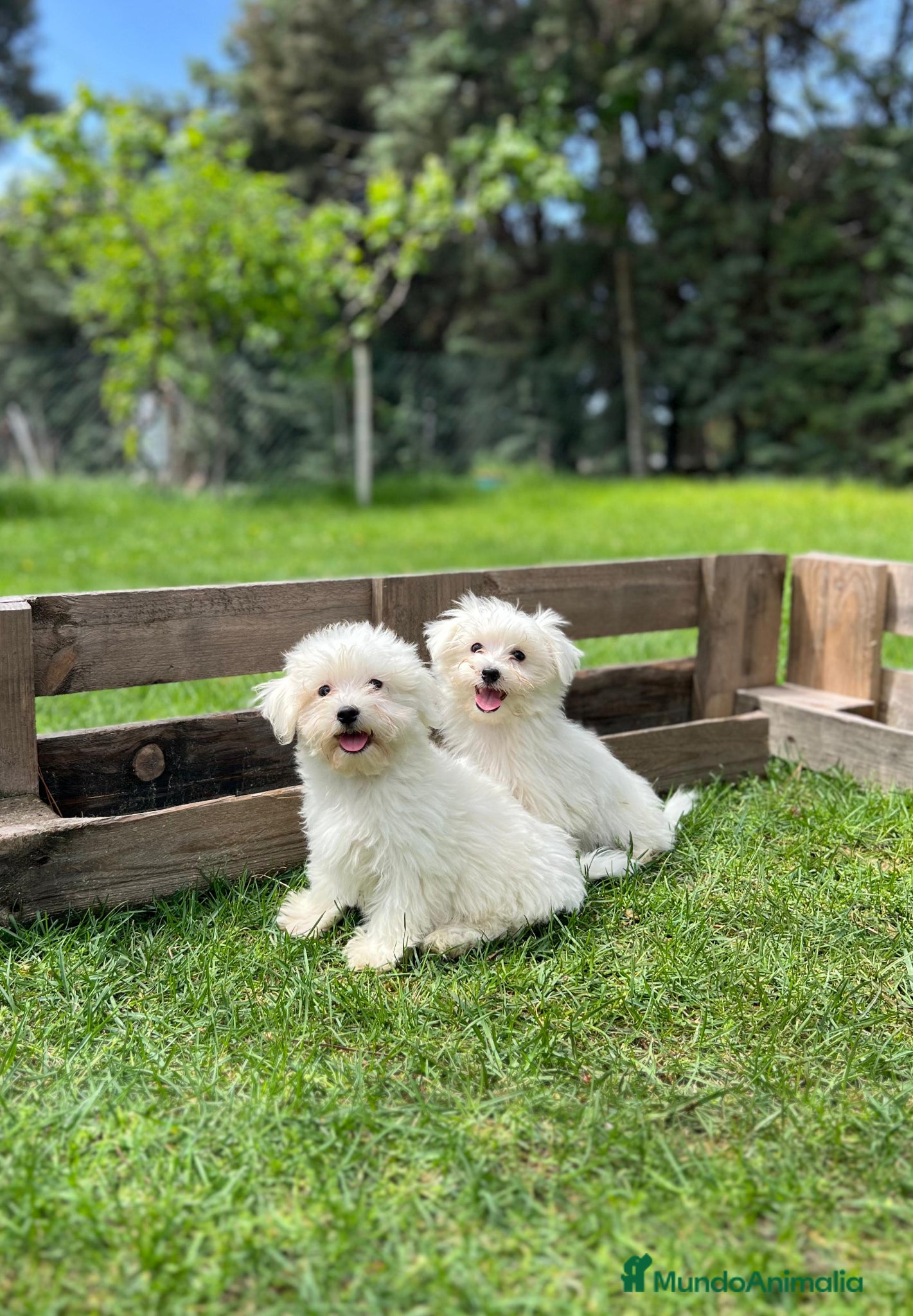 Bichón Maltés perros Bichón maltes  - Anuncio 4