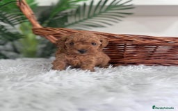 Caniche Toy perros en venta: CANICHE TOY MACHO - Imagen 5