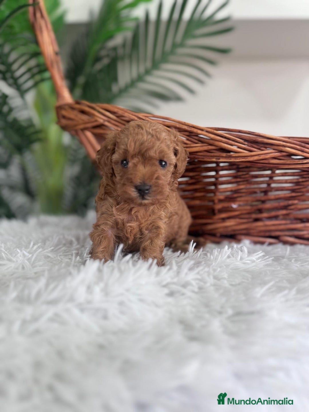 Caniche Toy perros en venta: CANICHE TOY MACHO - Imagen 5