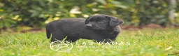 Labrador Retriever perros en venta: Hembra de labrador negro - Anuncio 4