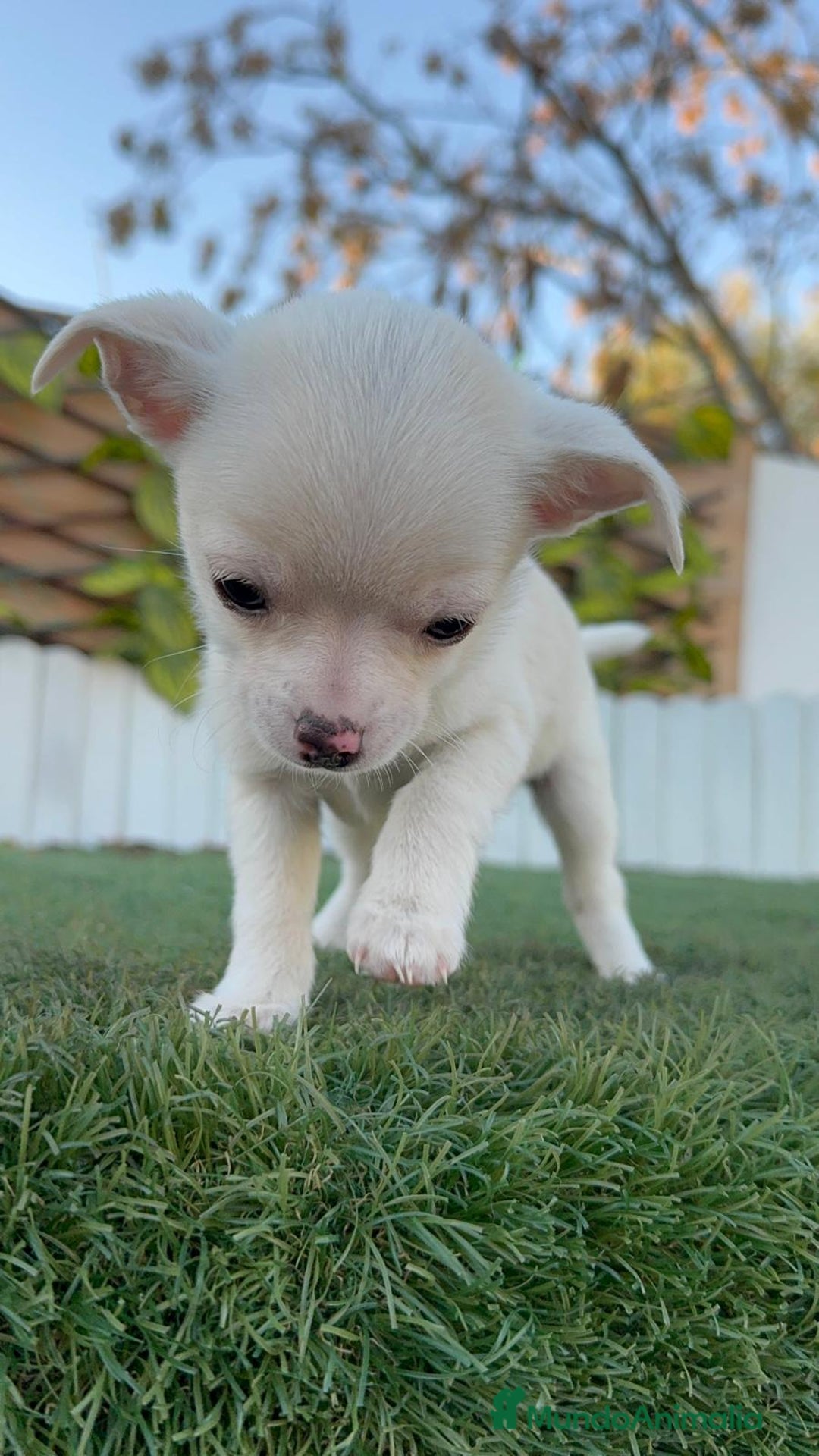 Chihuahua perros en venta: CHIHUAHUA MACHO - Anuncio 5