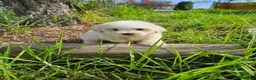 Bichón Maltés perros en venta: Bichon maltés precio real - Anuncio 6