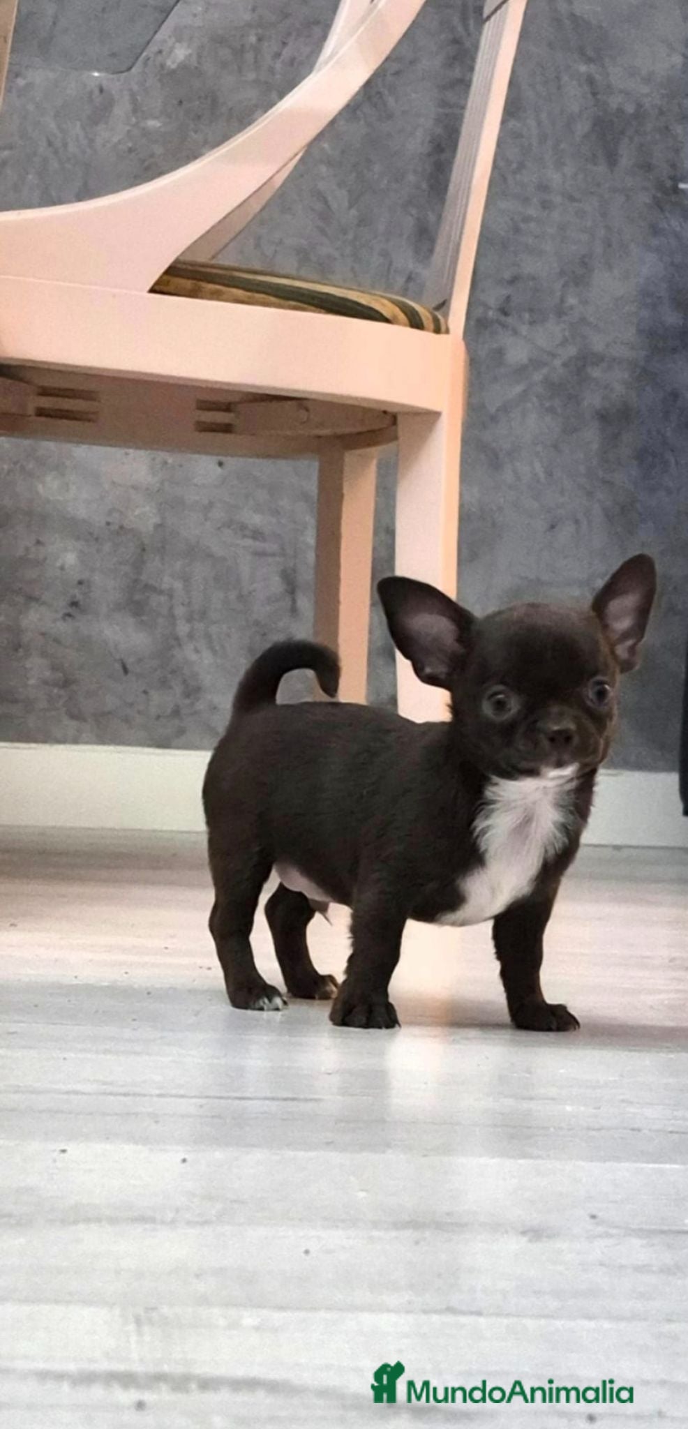 Chihuahua perros Chihuahuas micro toys - Anuncio 1