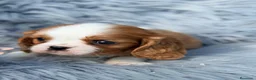 Cavalier King Charles Spaniel perros en venta: Precioso cavalier  - Anuncio 4