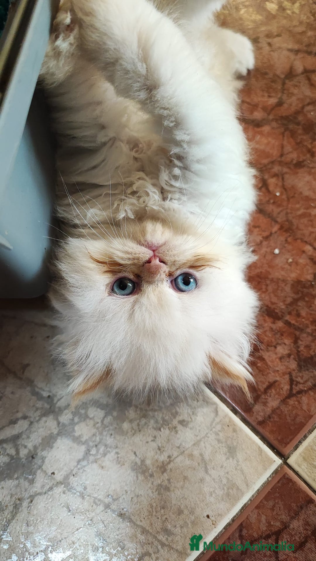 Persa gatos en venta: Persa himalayo red point - Anuncio 2