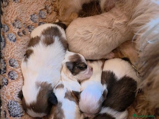 Shih Tzu perros Shiht-zu toy - Anuncio 2