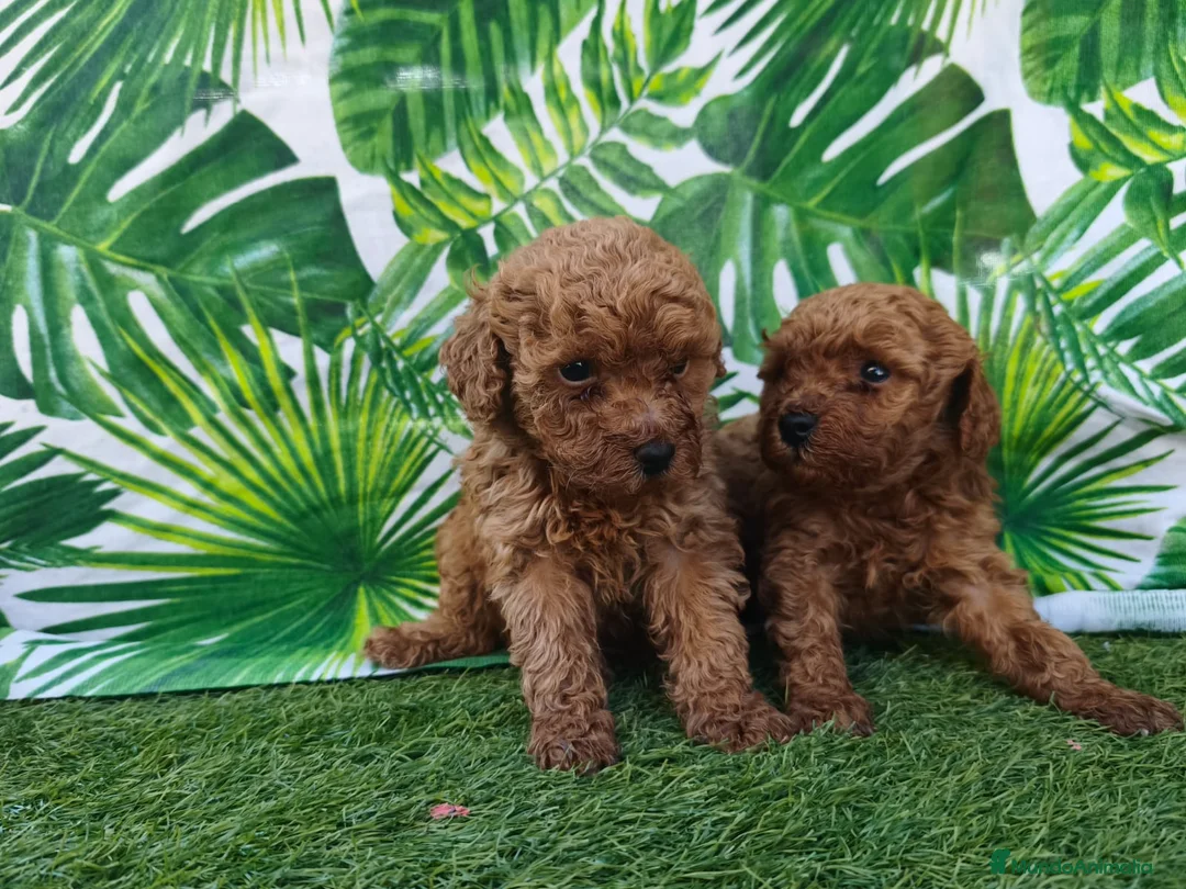 Caniche Toy perros en venta: Espectacular caniche toy en Barcelona - Anuncio 1
