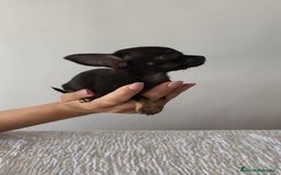 Chihuahua perros en venta: Chihuahua Toy hembra y macho  - Imagen 3