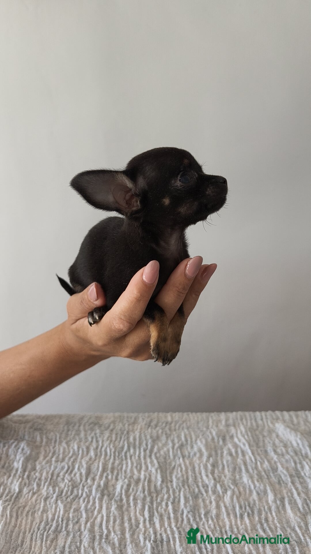 Chihuahua perros en venta: Chihuahua Toy hembra y macho  - Imagen 3