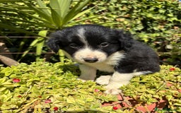 Border Collie perros en venta: Border Collie Blanco y Negro  - Imagen 1