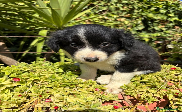 Border Collie perros - Anuncio 13