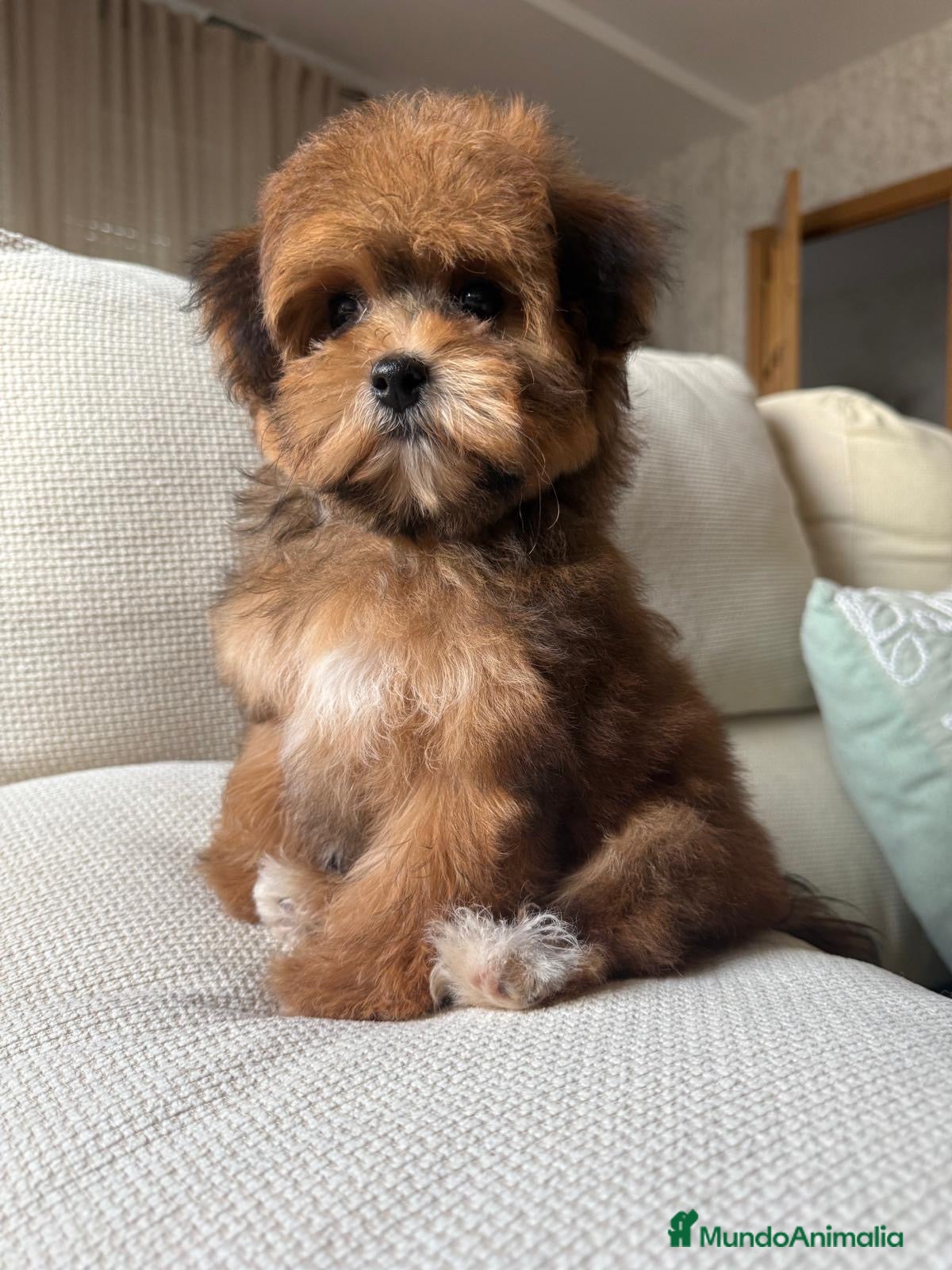 Maltipoo perros en venta: Maltipoo hembra Toy disponible!!! - Anuncio 7