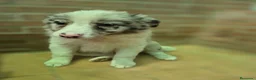 Border Collie perros en venta: Border collie merles y negro y blanco  - Anuncio 5