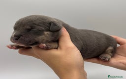 American Bully perros en venta: Cachorros de American Bully - Imagen 3