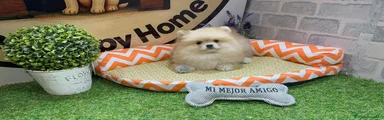 Pomerania Cachorro 1