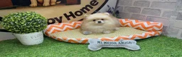 Pomerania perros en venta: POMERANIA HEMBRA - Anuncio 1