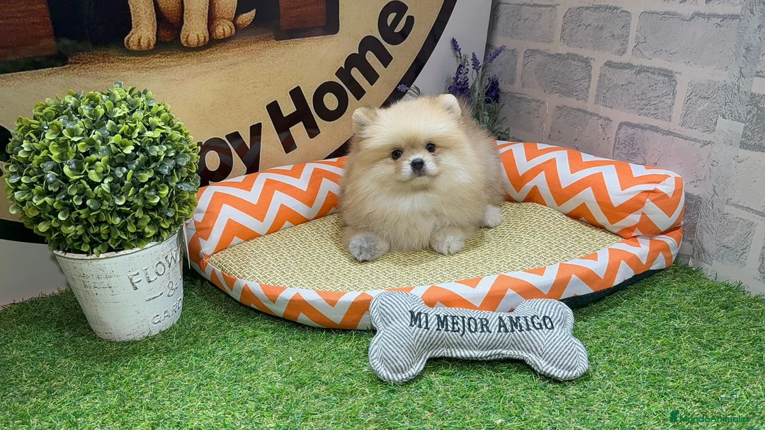 Pomerania perros en venta: POMERANIA HEMBRA - Anuncio 1