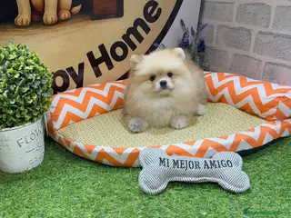 Pomerania perros POMERANIA HEMBRA - Anuncio 1