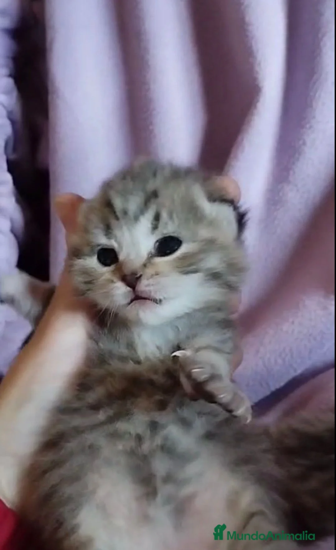 Scottish Fold gatos en venta: Macho y hembra de Scotish Fold atigrados - Anuncio 3