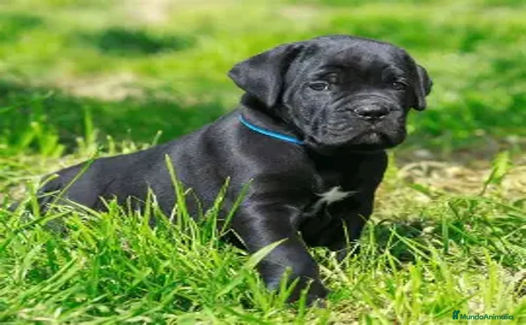 Cane Corso perros - Anuncio 2
