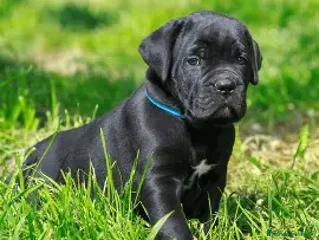 Cane Corso perros - Anuncio 1