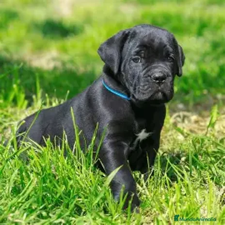 Cane Corso perros - Anuncio 2