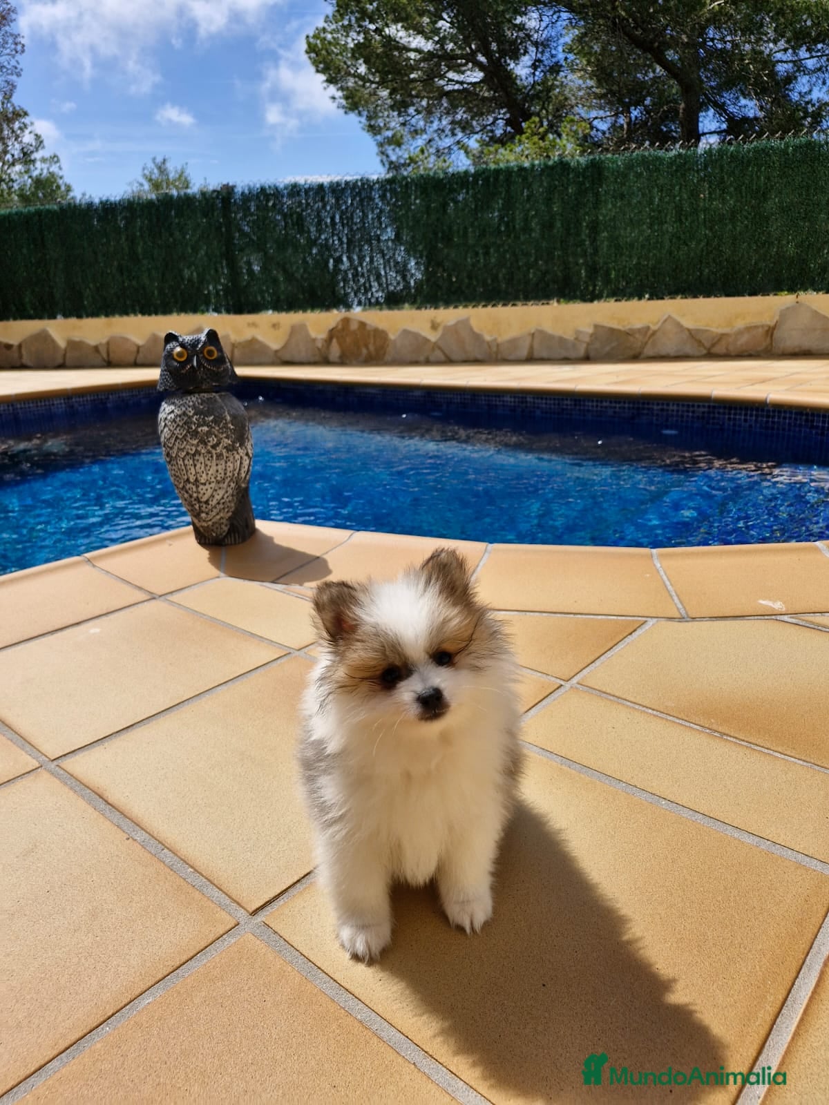 Pomerania perros Lulus de Pomerania  en Barcelona - Anuncio 2