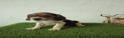 Beagle perros en venta: Beagle  - Anuncio 2