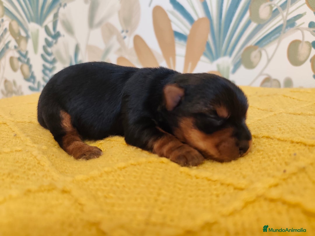 Yorkshire Terrier perros en venta: Hembra  - Imagen 2