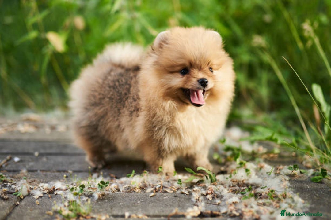 Pomerania perros en venta: pomerania minitoy - Imagen 1