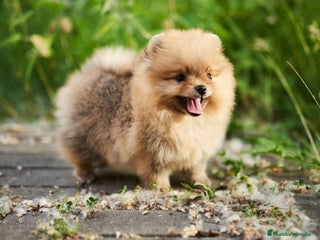 Pomerania perros - Anuncio 35