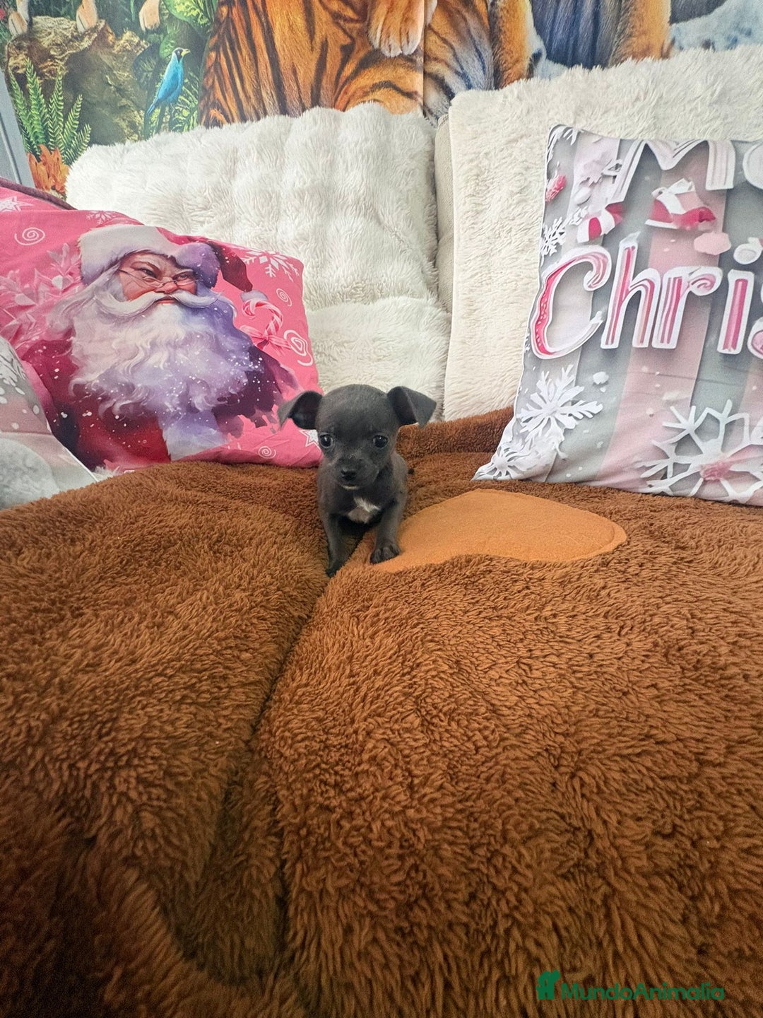 Chihuahua perros en venta: Chihuahua mini toy blue - Anuncio 5